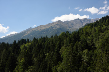 Fototapeta na wymiar montagne cime bosco verde alpi 