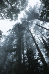 霧に包まれる森