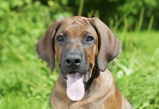 Portrait of Ridge-back puppy dog