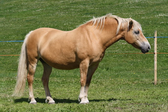 Cavallo di razza Avelignese