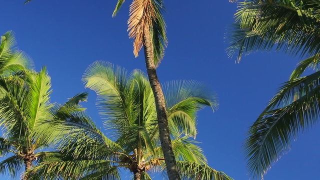 Palm Trees on a Beautiful Blue Sky Sunny Background. Smooth Steadicam Motion. Looking Up