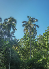 Naklejka premium Big Trees at Tayrona National Park