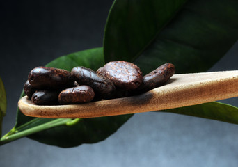Theobroma cacao Kakaovac كاكاو Kakao Cacau კაკაო Կակաո Kakaowiec cocoa właściwy கொக்கோ Tikrasis Cacaoyer קקאו kakavmedis 可可樹 کوکو درخت