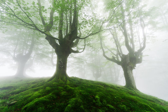 foggy forest with green roots