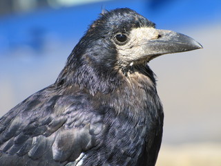 Грач 
