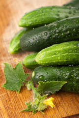 cucumber