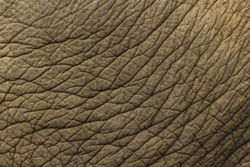 Image of elephant skin background