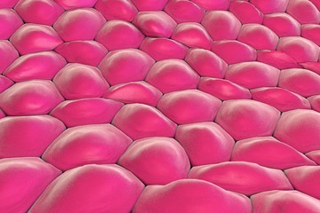 Obraz premium Layer of cells, human skin cells, epithelial cells, histology illustration, anatomy illustration, medical illustration, scientific background