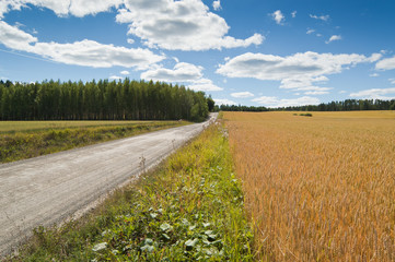 Rural landscape with cornfield and road
