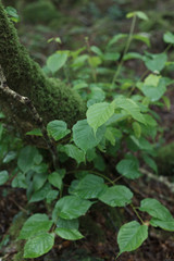 苔むした木の根元から生える草