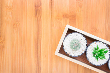 Fototapeta na wymiar Still Life Natural Two Cactus Plants on Vintage Wood Background Texture