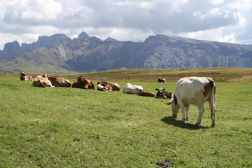 Fototapeta na wymiar Mucche al pascolo sull'Alpe di Siusi
