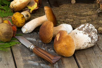 champignons 01092015 © ALF photo