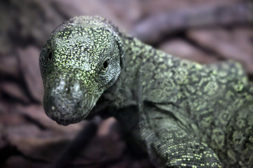 Obraz premium Salvadori's monitor (Varanus Salvadorii)