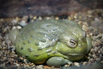 African bullfrog (Pyxicephalus adspersus)