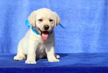 a little labrador puppy on a blue background