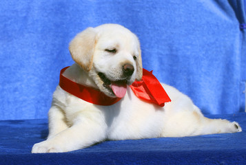 the cute little labrador puppy on a blue background