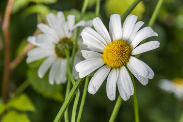 Obraz premium Marguerite Flower