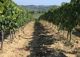 Fototapeta na wymiar Vineyard with grapes in the countryside in late summer