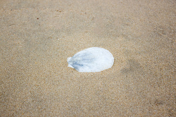 Fototapeta na wymiar shell sea on sand beach