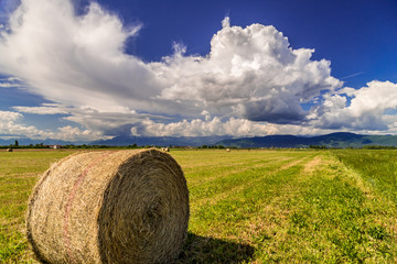 hay bale in the fields of italy