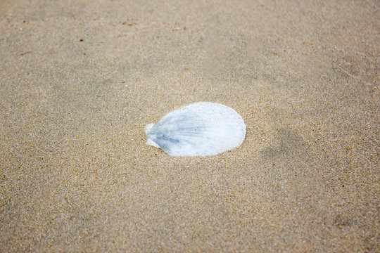 shell sea on sand beach