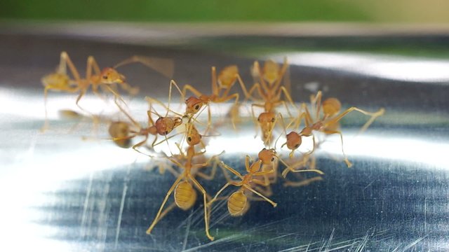 weaver ants are sharing the food on the iron bar