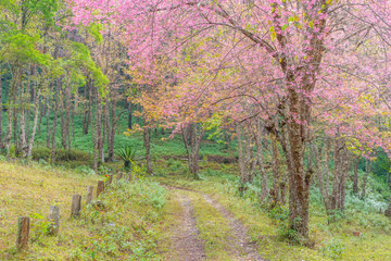 Sakura flowers