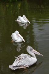Three Pink Backed Pelicans Swimming on a Lake
