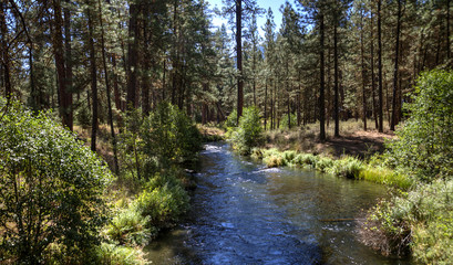 Fototapeta na wymiar The Metolius River flowing through a forest of Ponderosa Pines in central Oregon