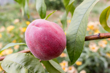 Branch of a peach tree. Ripe peaches at the natural organic farm.