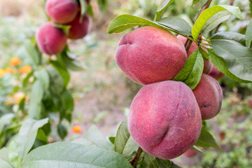Branch of a peach tree. Ripe peaches at the natural organic farm.