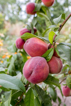 Branch of a peach tree. Ripe peaches at the natural organic farm.