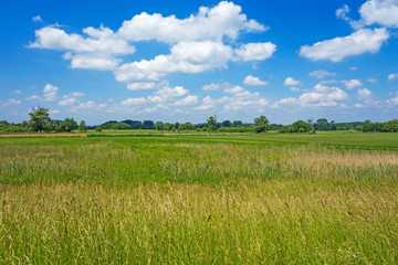 Fototapeta premium Rural landscape