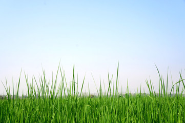 Fototapeta na wymiar Paddy rice field background 