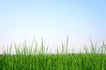 Foto op Plexiglas Paddy rice field background   © number1411