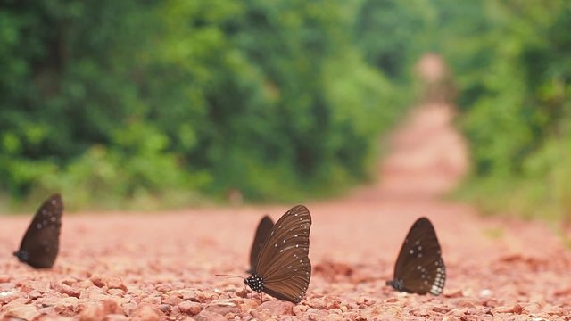 butterfly puddling on rocky ground in the nature