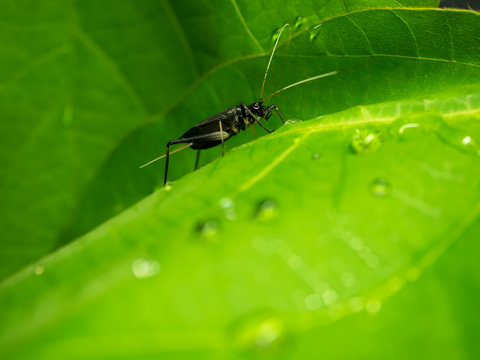 鈴虫の雄