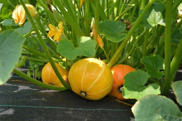 Winter squash