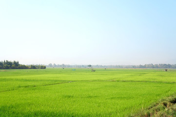 Obraz premium Paddy rice field background 