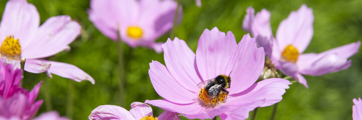 Bumble Bee Pollinator on Flower Petal.  Panoramic Crop