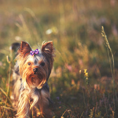 Puppy yorkshire terrier outdoor. - obrazy, fototapety, plakaty
