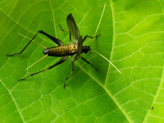 翅を震わして鳴く鈴虫