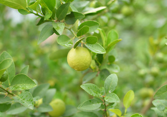 lemons hanging on a lemon tree