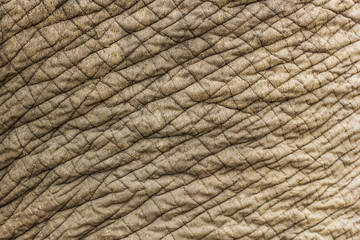 Elephant skin texture background