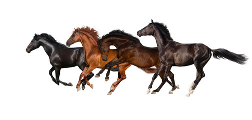 Horses isolated on white background