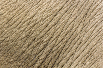 Elephant skin texture background