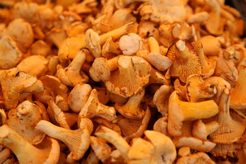 Frische Pfifferlinge