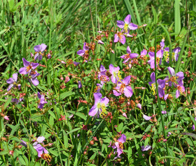 Rhexia mariana flowers in Mississippi