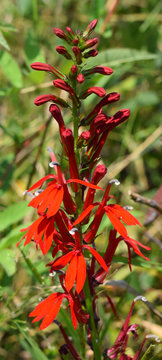 Cardinal flower in Mississippi